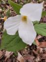 White trillium