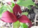 Trillium