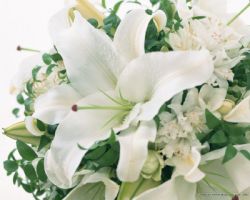 Madonna Lily