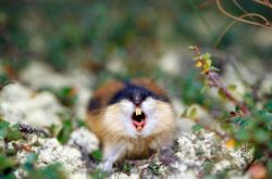 lemming